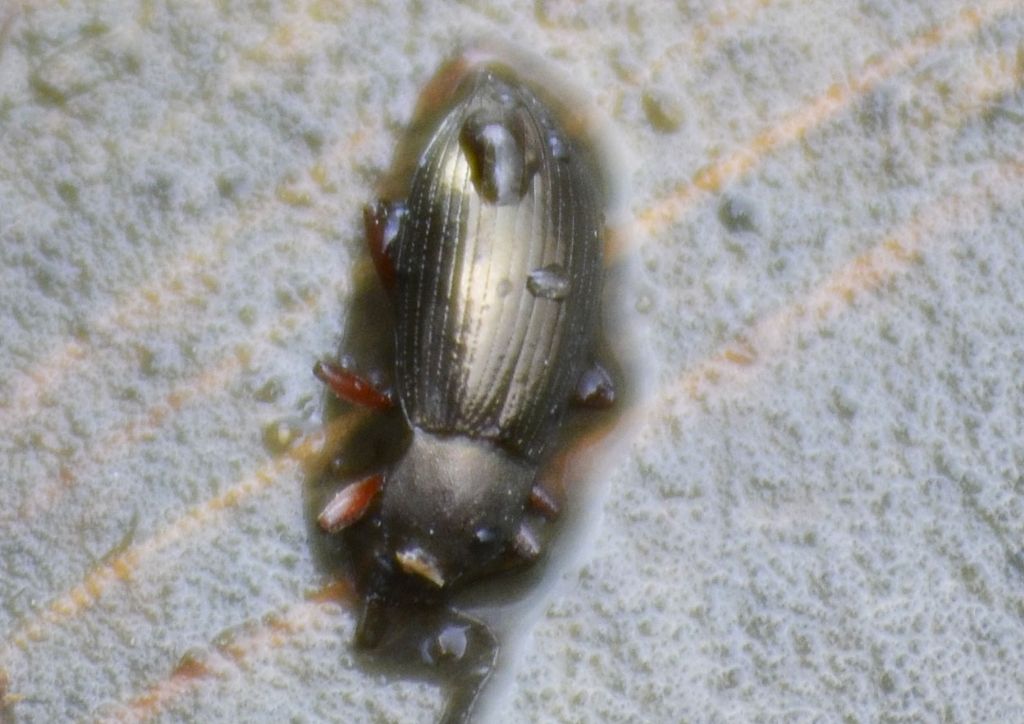 Tenebrionidae:  cfr. Stenomax aeneus